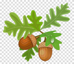 Download for free 10 PNG Acorn clipart oak tree top images ...