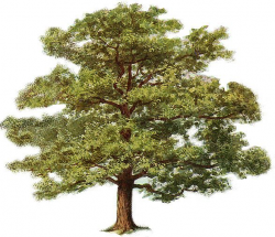 Tree Clipart in 2019 | Oak tree, Tree clipart, Plants