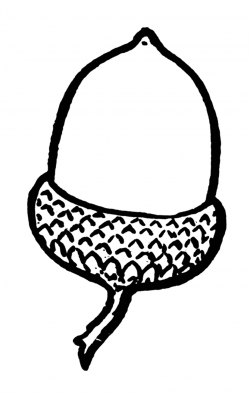 Acorn Coloring Pages For Kids - AZ Coloring Pages | Leaves ...