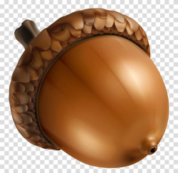 Acorn , Acorn transparent background PNG clipart | HiClipart