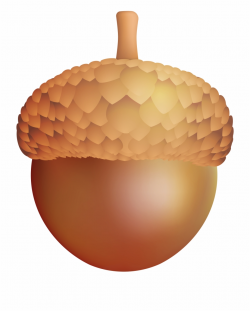 Acorn-shell Clipart - Transparent Background Acorn Clipart ...