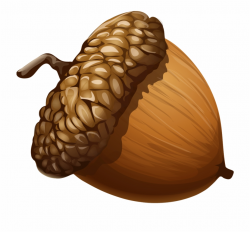 Acorn Png Clipart Acorn Clipart - Clip Art Library