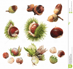 Watercolor Acorn at PaintingValley.com | Explore collection ...