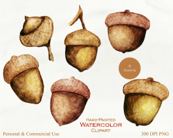 Acorn clipart watercolor, Acorn watercolor Transparent FREE ...