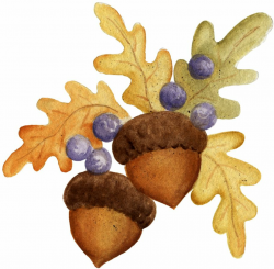 Acorn clipart watercolor, Acorn watercolor Transparent FREE ...