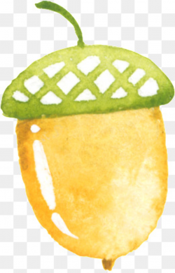 Watercolor Acorn at PaintingValley.com | Explore collection ...