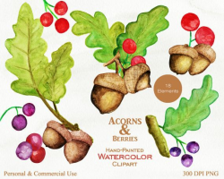 WATERCOLOR ACORNS Clipart Commercial Use Clip Art Autumn ...