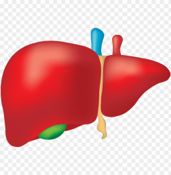 clipart transparent canabis prevents alcohol liver - liver ...
