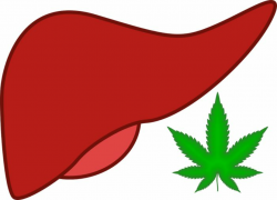 Cannabis Use Helps Protect The Liver Of Alcoholics? - Hemp ...