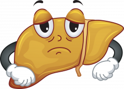 Liver clipart liver damage, Liver liver damage Transparent ...