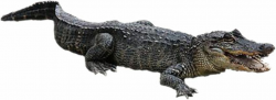 Free alligator animations alligator clipart 2 - Clipartix