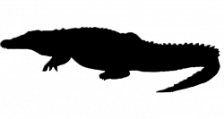 Crocodile Alligator Silhouette Tyrannosaurus Clip art ...
