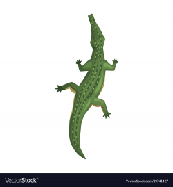 Crocodile amphibian animal view from above vector image