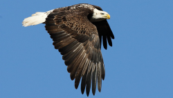 Bald Eagle, US National Emblem - American Bald Eagle Information