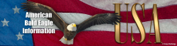 Bald Eagle, US National Emblem - American Bald Eagle Information