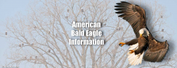 Bald Eagle Facts & Photos - American Bald Eagle Information