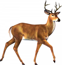 Download Free png Real Animals Clipart Deer Cli | DLPNG