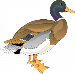 Duck Image Clip Art - Clip Art Library
