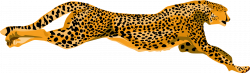 Cheetah Jaguar Felidae Leopard Lion free commercial clipart ...