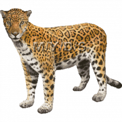 Free Jaguar Clipart, Download Free Clip Art, Free Clip Art on ...