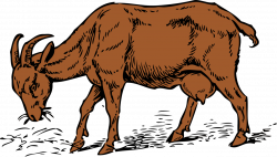 Goat Dairy cattle Drawing free commercial clipart - Goat,Dairy ...