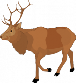 Free Moose Animal Cliparts, Download Free Clip Art, Free Clip Art on ...