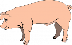 14 cliparts for free. Download Animal clipart pig and use in ...