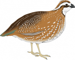 Quail Clipart