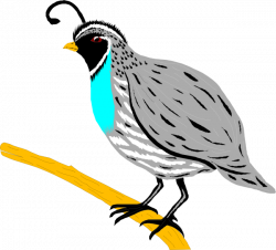 Quail Clip Art at Clker.com - vector clip art online, royalty free ...