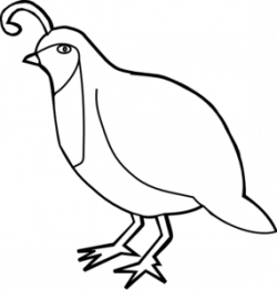 Free Quail Cliparts, Download Free Clip Art, Free Clip Art on ...