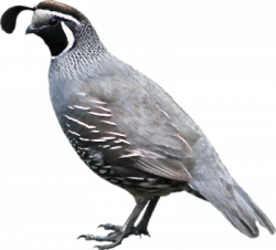 Quail PNG | DLPNG