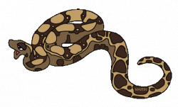 Free Rainforest Animals Clip Art by Phillip Martin