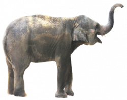 Elephant Clip Art Real Animals Clipart | winging-it.me