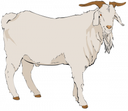 Realistic animal clipart collection