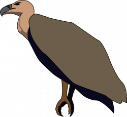 Free Vulture Cliparts, Download Free Clip Art, Free Clip Art on ...