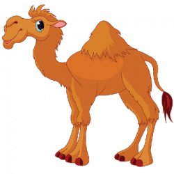 Funny Camel Pictures | animals clipart | Pinterest | Illustration ...
