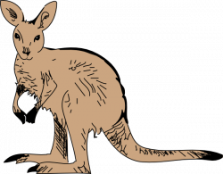 Kangaroo Zoo Animals Clipart