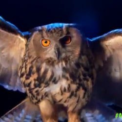 Let\'s help name TNA\'s owl mascot - Cageside Seats