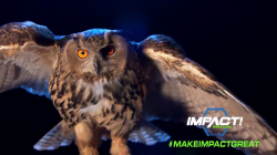 #MakeImpactGreatAgain - Anthem Owl