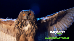Anthem Owl: #MakeImpactGreat