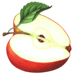 Apple Cut In Half Clipart - Clip Art Library