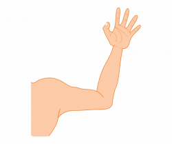 Arm Png Photos - Arm Clipart, Transparent Png Download For ...