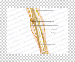 Thumb Elbow Nerve Anatomy Forearm, arm PNG clipart | free ...