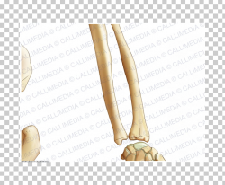 Thumb Bone Forearm Upper limb, arm PNG clipart | free ...