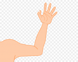 Right Arm Transparent PNG Thumb Arm Clipart download - 938 ...