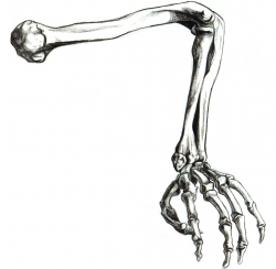 Free Skeleton Arm, Download Free Clip Art, Free Clip Art on ...