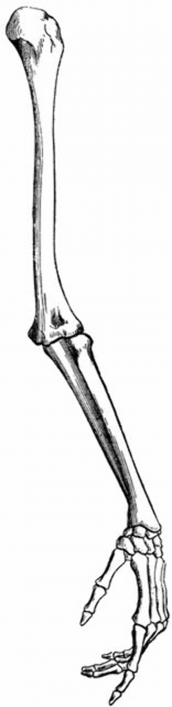 Free Bones Skeleton Cliparts, Download Free Clip Art, Free ...