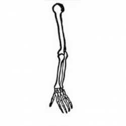 Download Skeleton Arm Transparent Image Clipart PNG Free ...