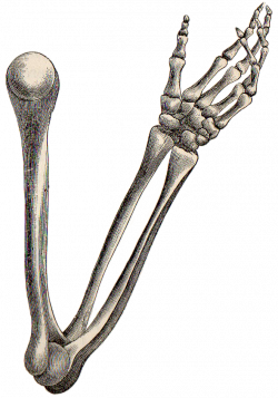 Clipart skeleton arm bone, Clipart skeleton arm bone ...