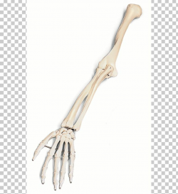 Arm Human Skeleton Bone PNG, Clipart, Anatomy, Arm, Bone ...